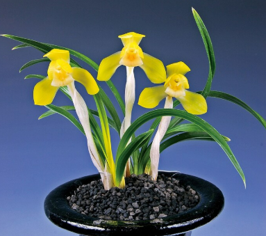 춘란과 한란 차이점(기본 정보&amp;#44; 생육 환경&amp;#44; 물주기&amp;#44; 재배 난이도 등)