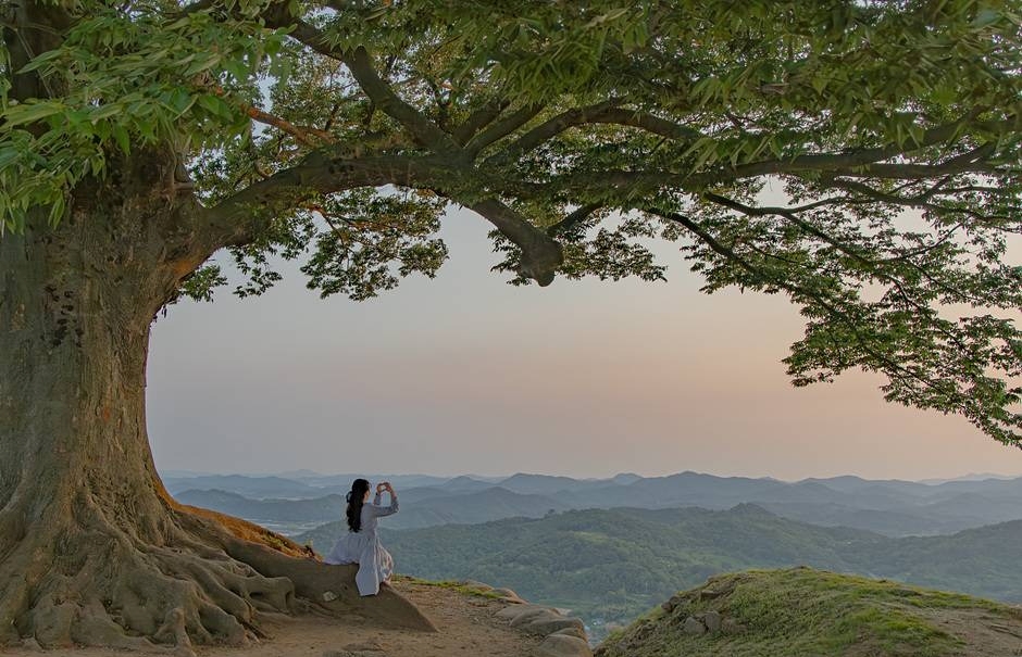 부여 성흥산 사랑나무