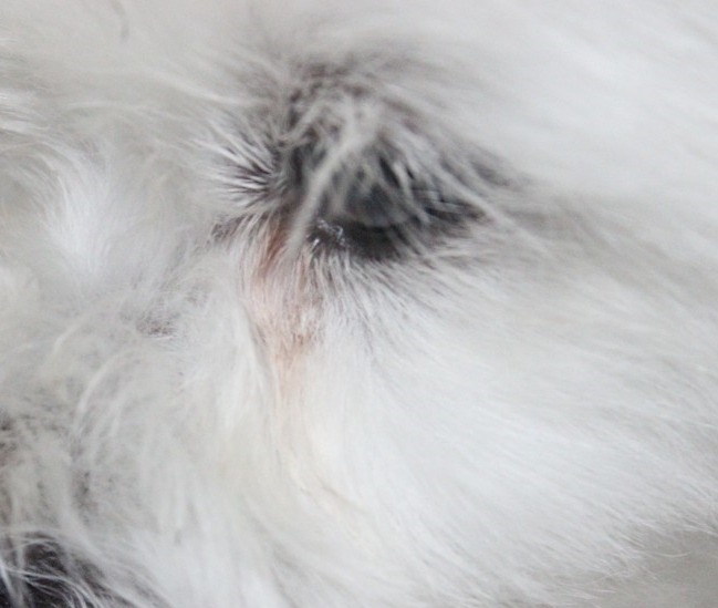 우리 강아지 눈곱, 괜찮은 걸까? 색깔로 알아보는 건강 적신호!