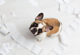 배변훈련 중 불독