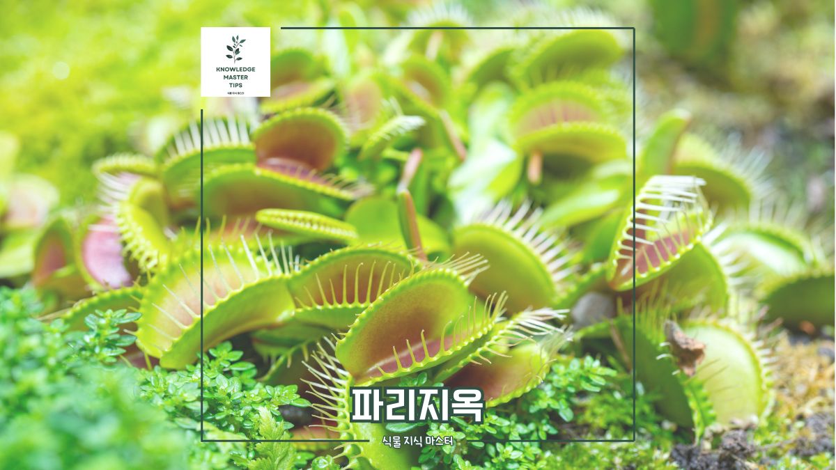 식충식물 파리지옥, 실내에서도 키울 수 있는 반려식물