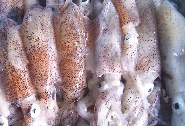 꼴뚜기효능 갑오징어효능 장항항 수산물 꼴갑축제