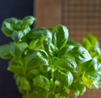 바질 효능 부작용 고르는법 요리 먹는 방법 허브