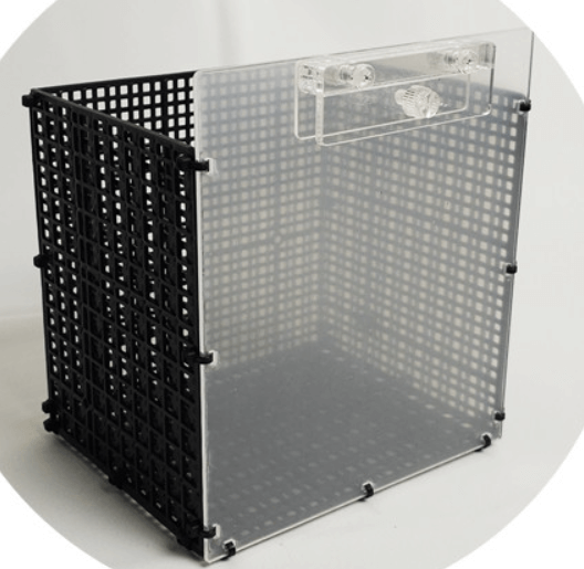 구피 치어 부화통, 합사 시기는?