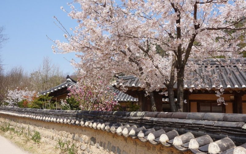 3월에 가볼 만한 국내 여행지 BEST 7 (봄꽃 명소 포함)