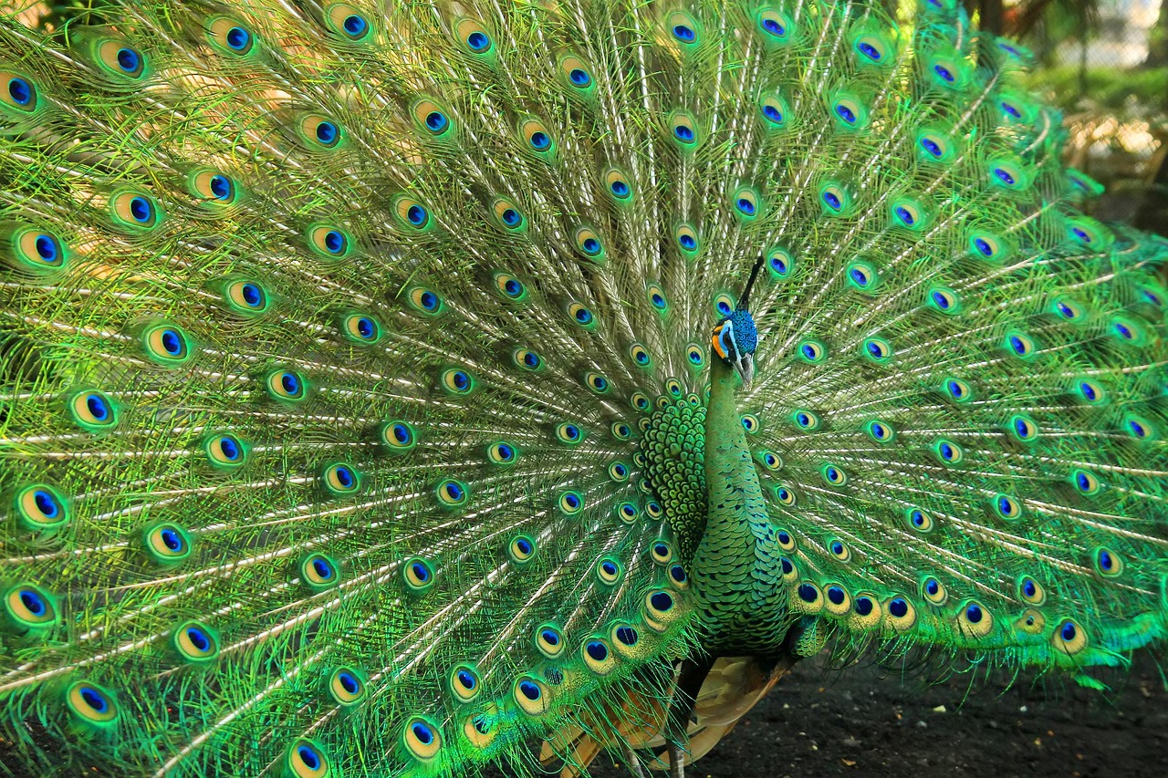 공작 Peacock