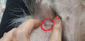 강아지 몸에 혹 악성종양 구분 세포검사 후기 사례집_17