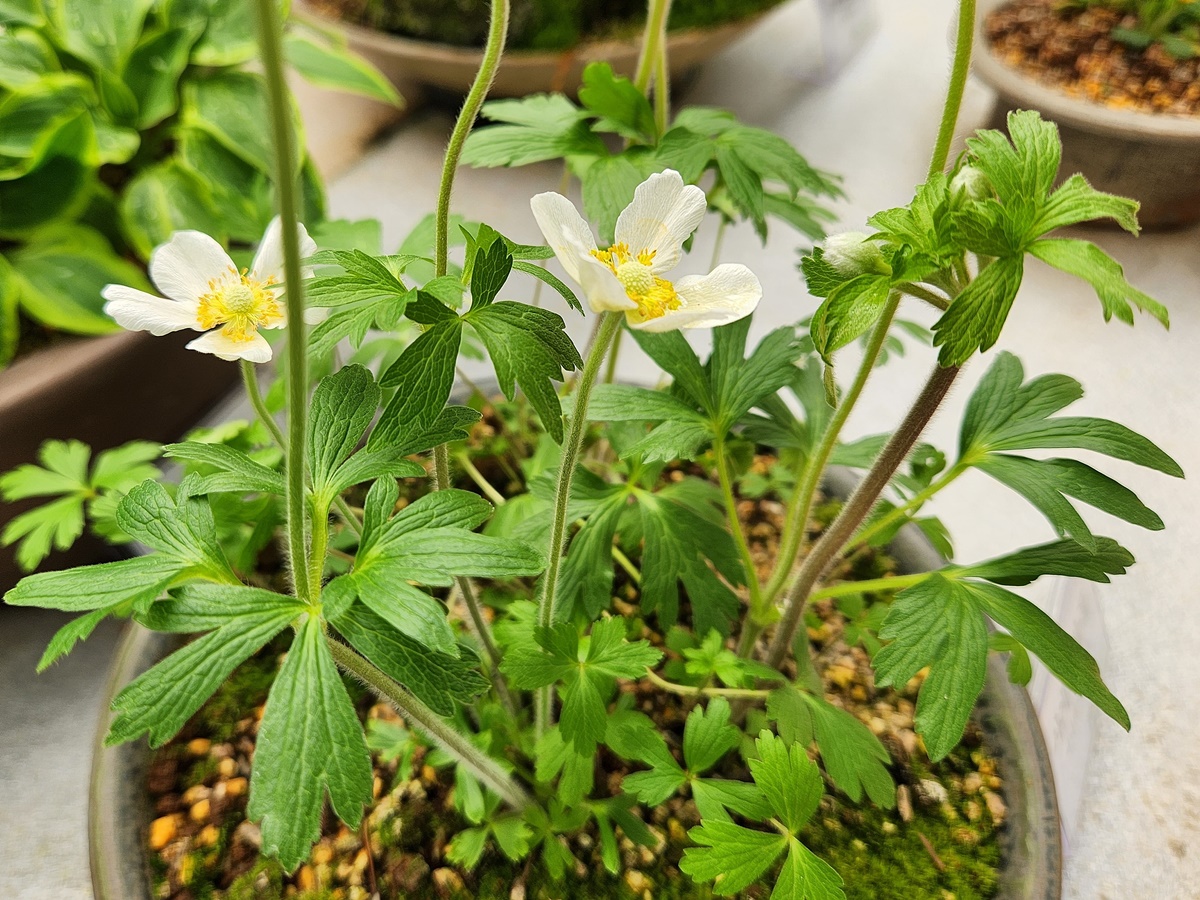 설강바람꽃(사계바람꽃)