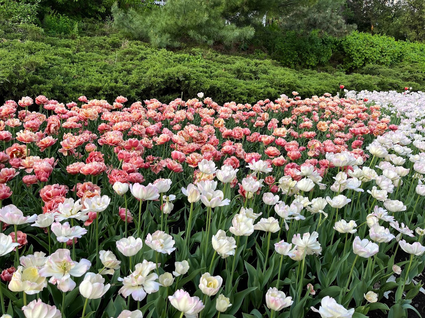 캐나다 &ndash; 오타와 튤립 축제