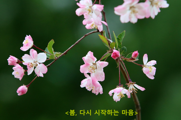 봄, 다시 시작하는 마음