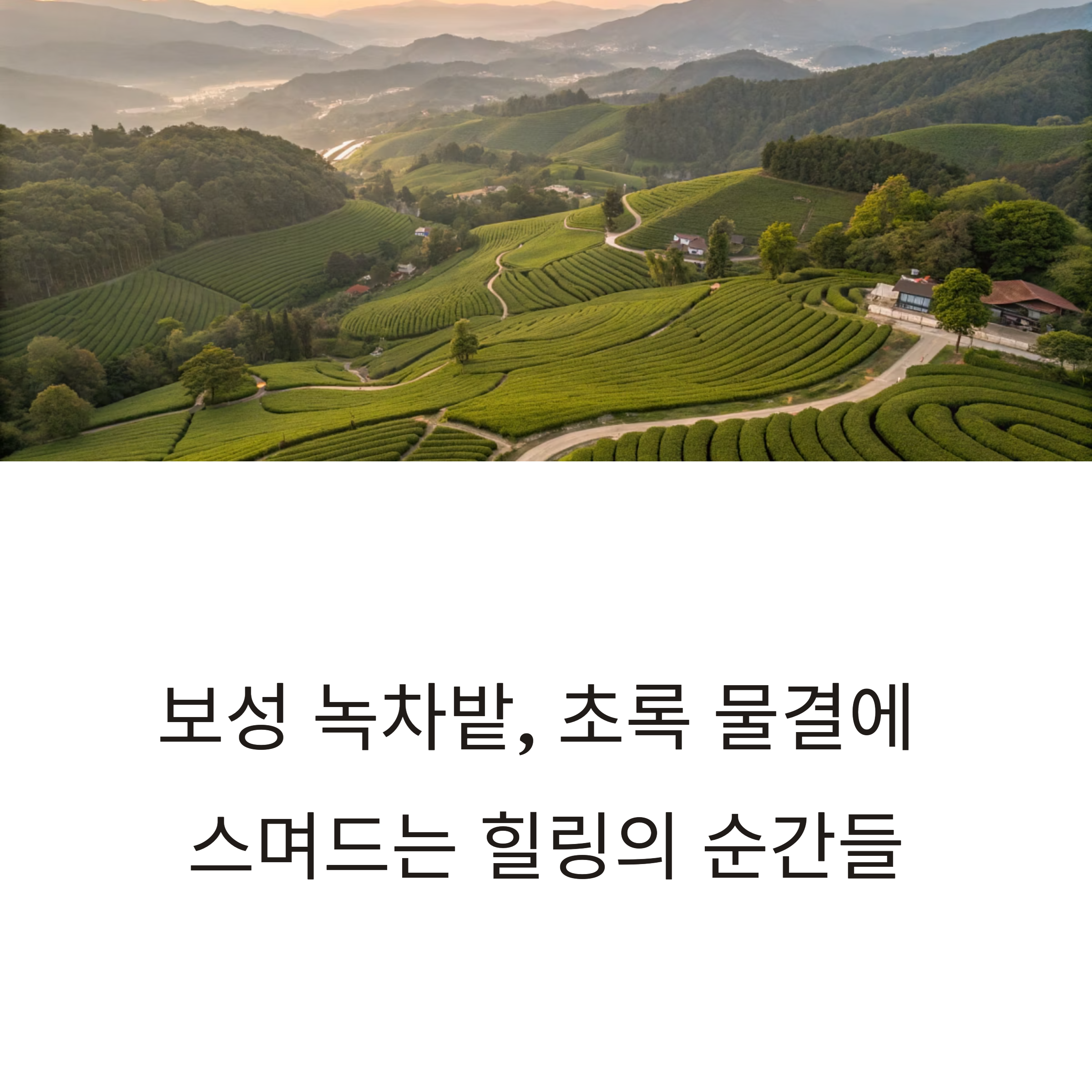 보성 녹차밭