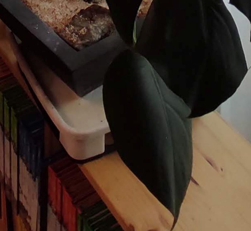 몬스테라 어린잎 구멍이 안나있음