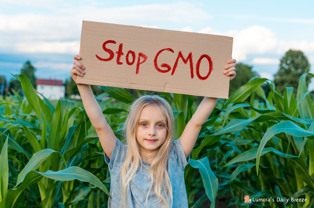 세계적으로 GMO 안전성 논란 : 현재 진행형 논쟁으로써 찬성측과 반대측의 논리가 팽팽하게 맞서고 있다. 해당 이미지는 반대측.(그린피스, 경제정의실천시민연합 등. 반대측의 소녀가 옥수수 밭 앞에서 'STOP GMO'라는 팻말을 들고 있는 이미지.