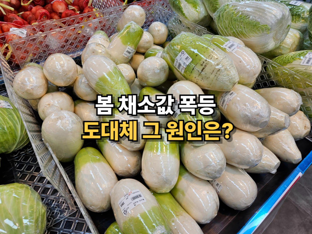 봄철 채소값 폭등 소식을 다룬 마트 채소 진열대와 가격 인상 안내 이미지