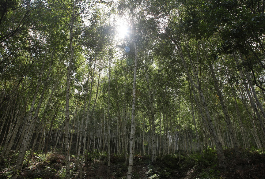 김해 편백숲