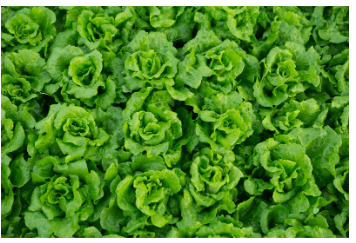 절임배추 만드는법 영양 보관방법 구매팁