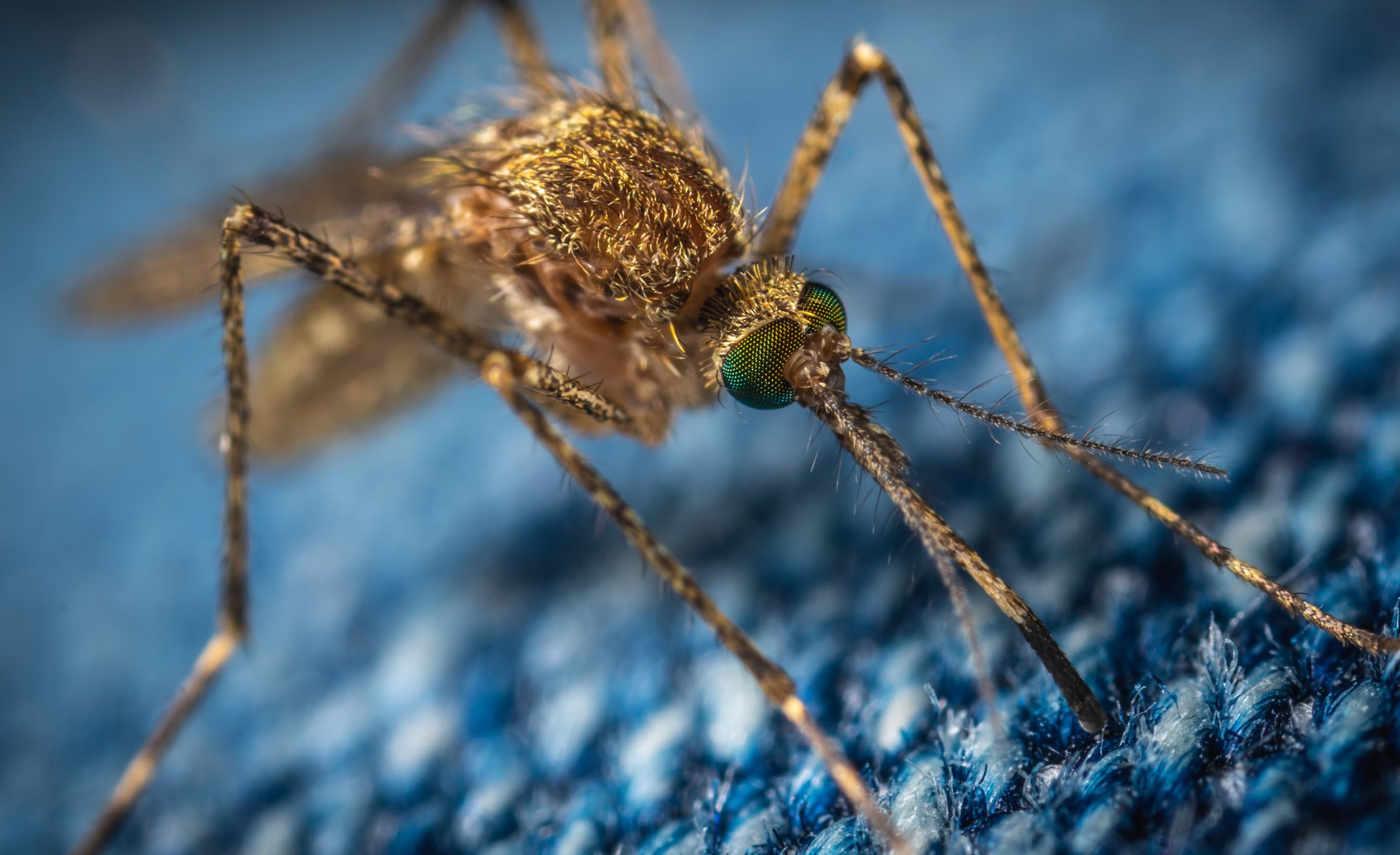 모기기피제 사용법