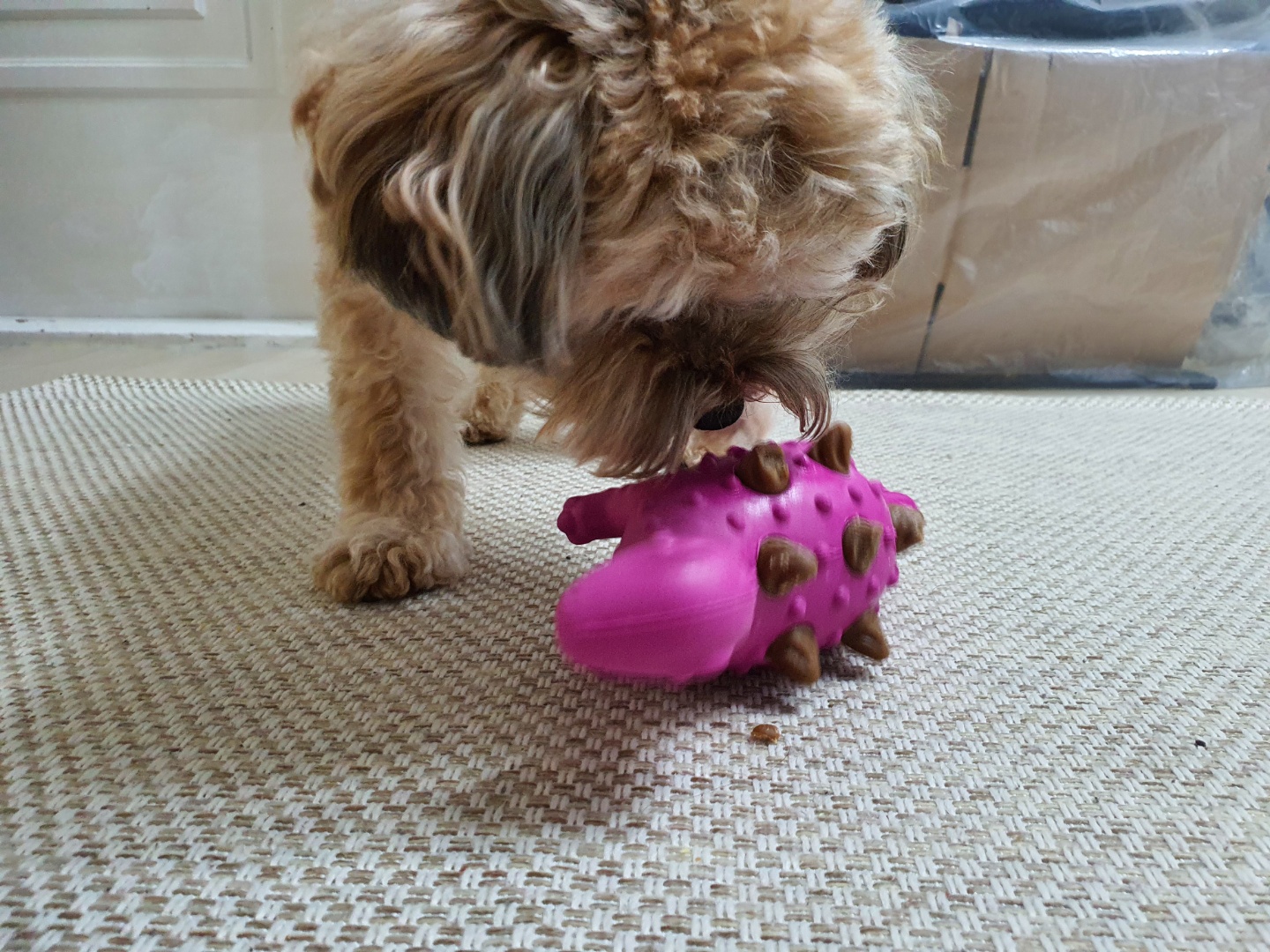 노즈워크 장난감 놀이중인 토리