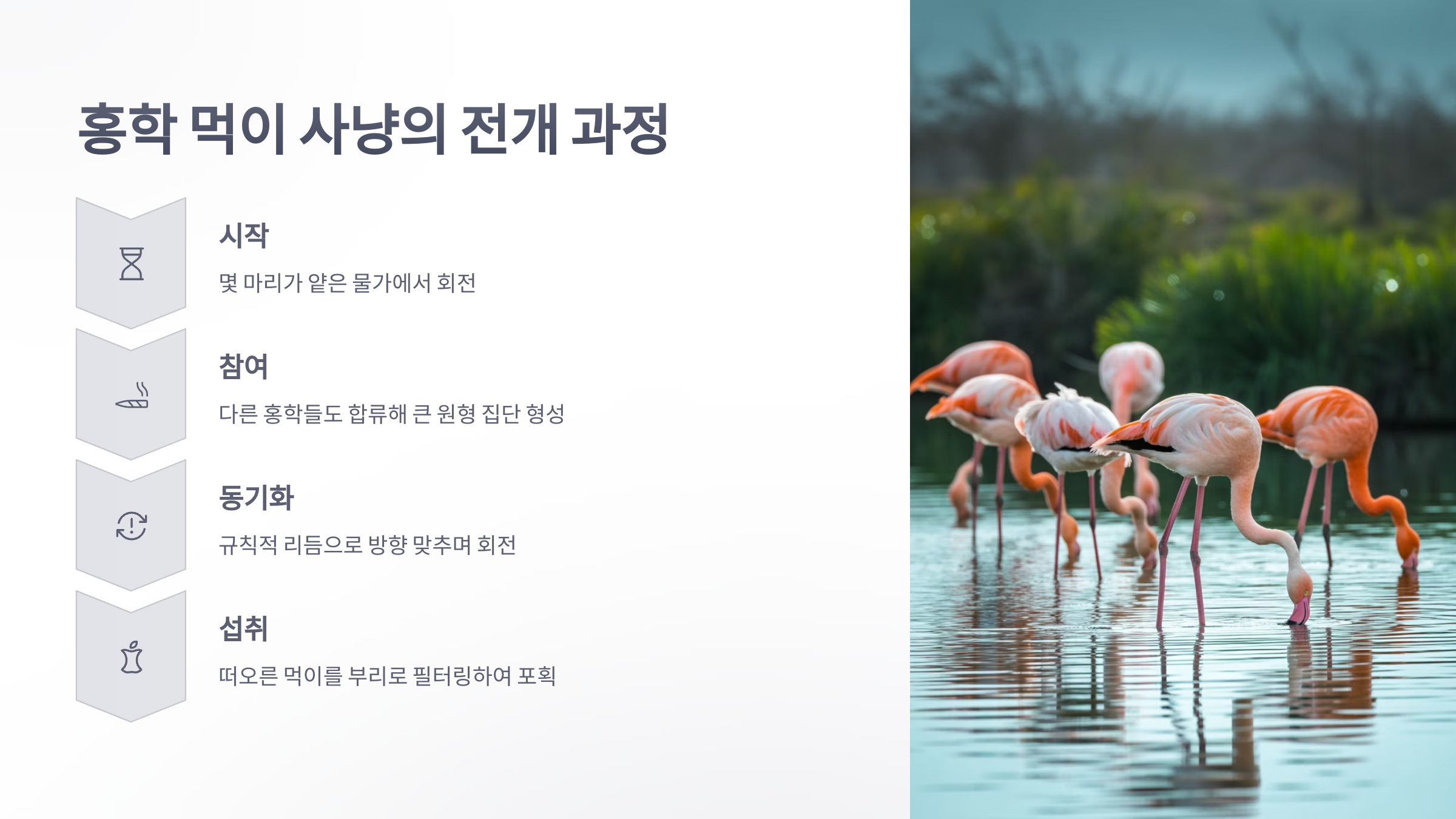 참조-홍학-먹이-사냥,-물회오리-4