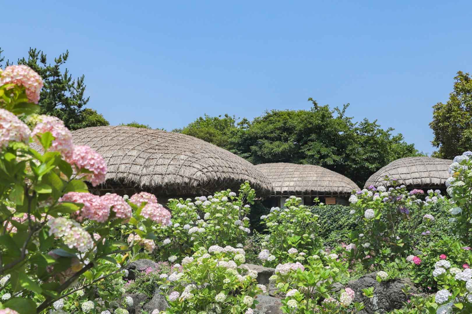 제주민속촌 수국축제