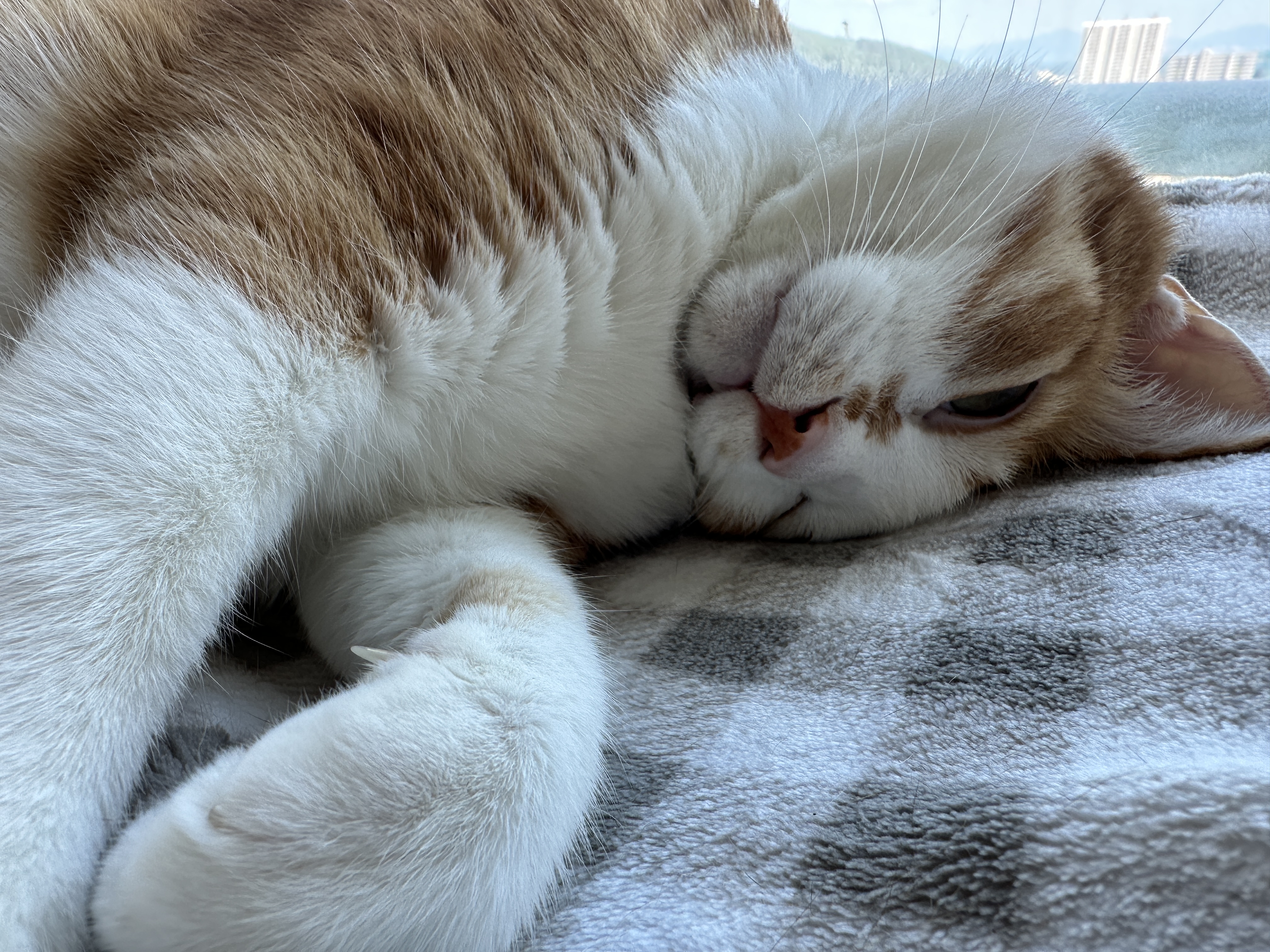 사랑스러운_치즈냥이_호야와_엄마의바램