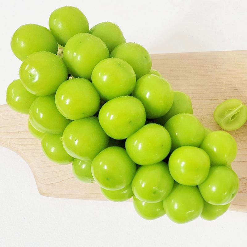 마이하트 포도 샤인머스켓 슈팅스타 루비로망 캔디 루비 포도신품종 바이올렛킹