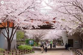 서울 벚꽃 명소