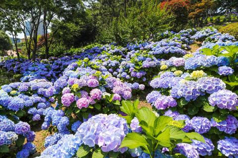 울산 장생포 수국축제