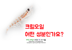 크릴오일 구입