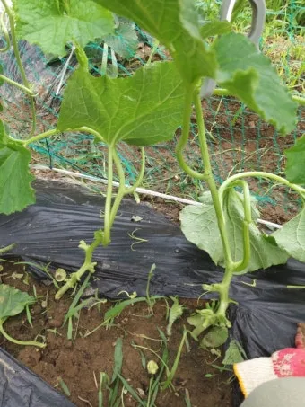 참외 순치기 순지르기 방법과 그림으로 쉽게 정리_18