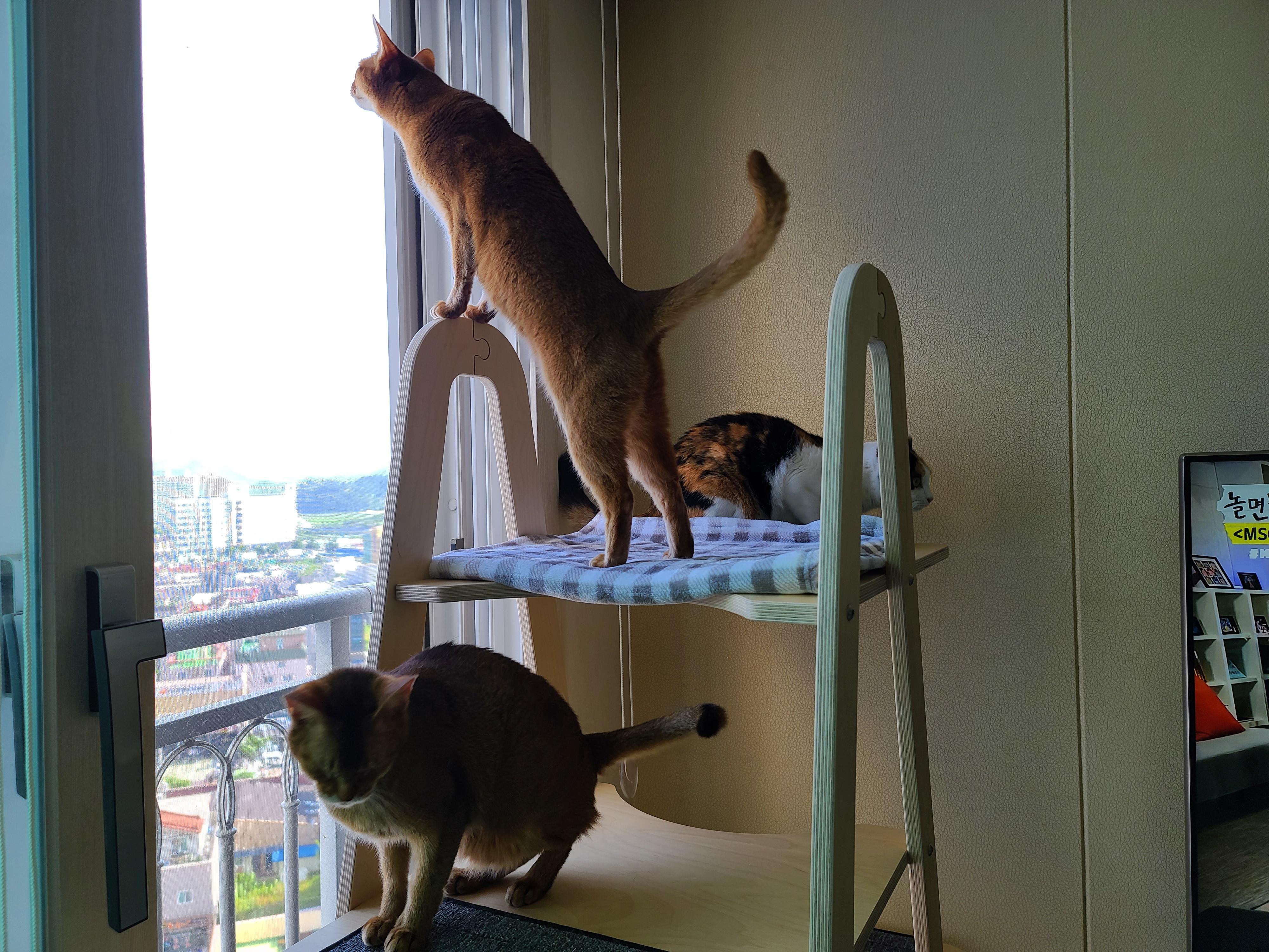 고양이들이 창밖을 보는 이유와 방묘창, 방묘문의 중요성