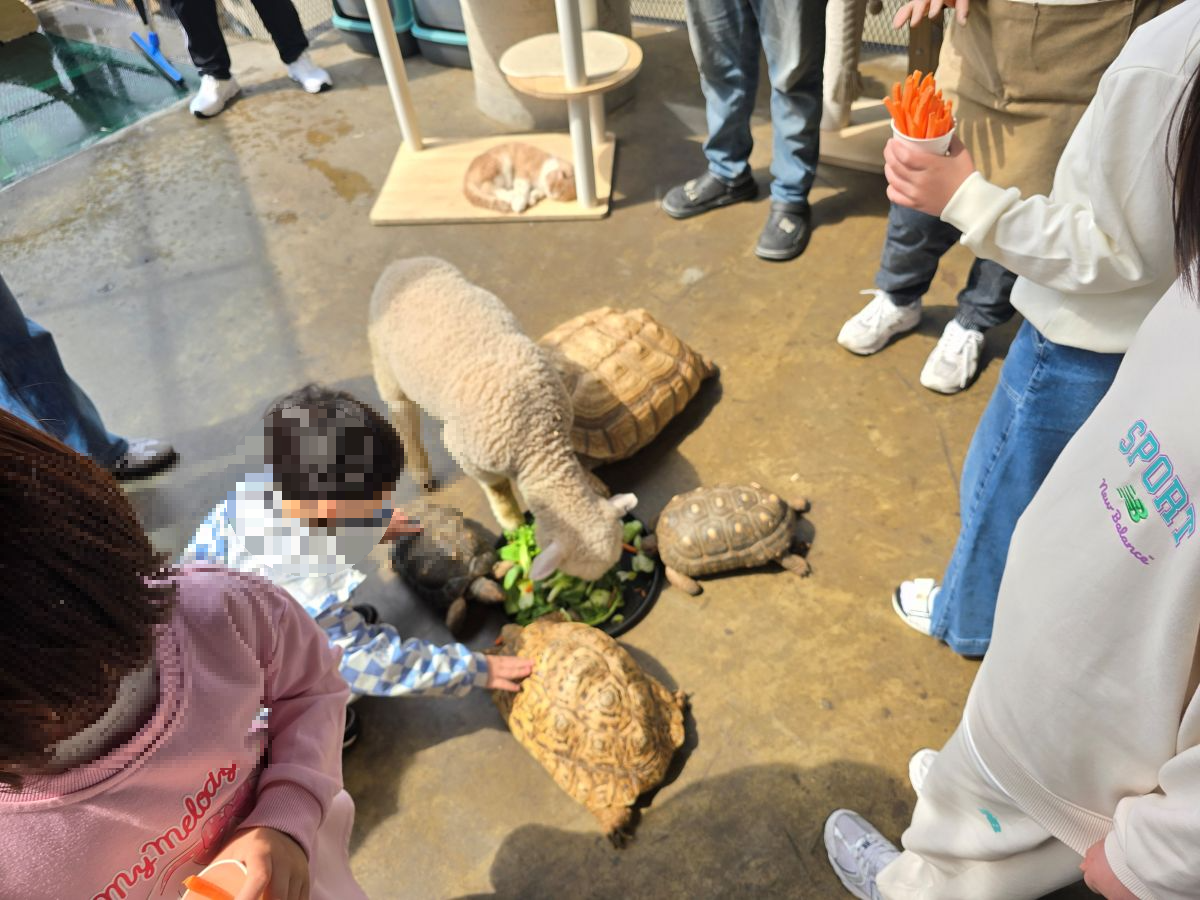 양과-거북-먹이-먹는-모습