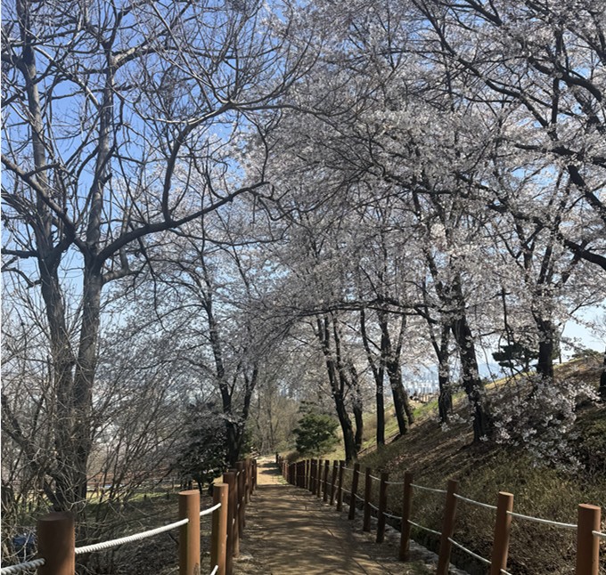 벚꽃이 흩날리는 산길을 걷고 있다