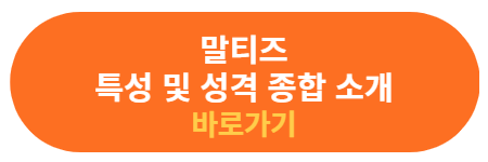 말티즈 특성 및 성격 소개