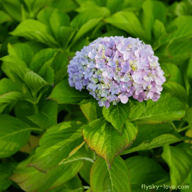 수국, 수국잎 효능