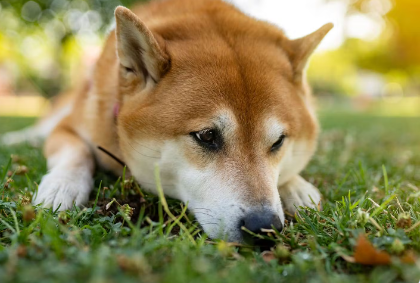 개가 엎드려 눕다.