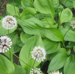 명이나물 효능 부작용 고르는법 영양성분 먹는법