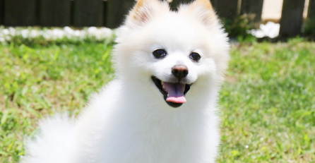 포메라니안 정면.