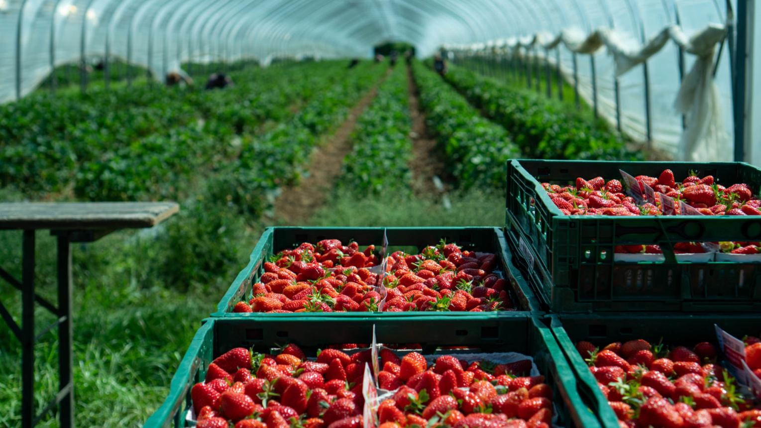 딸기 키우기 완전 가이드 초보자도 성공하는 재배 방법 알아보기