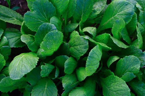 곰보배추의 효능, 먹는 법, 부작용 알아보기