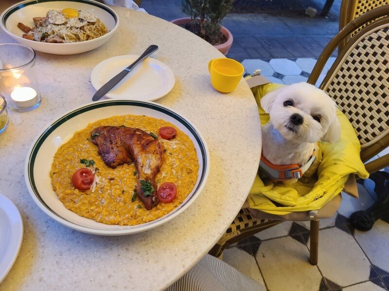 애견동반식당 포크너