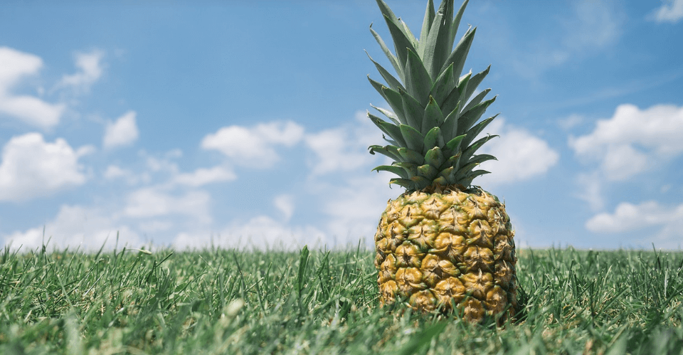 파인애플 사진 - 12