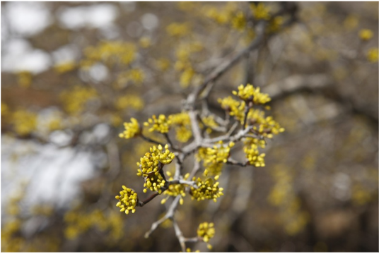 구례 산수유 꽃 축제