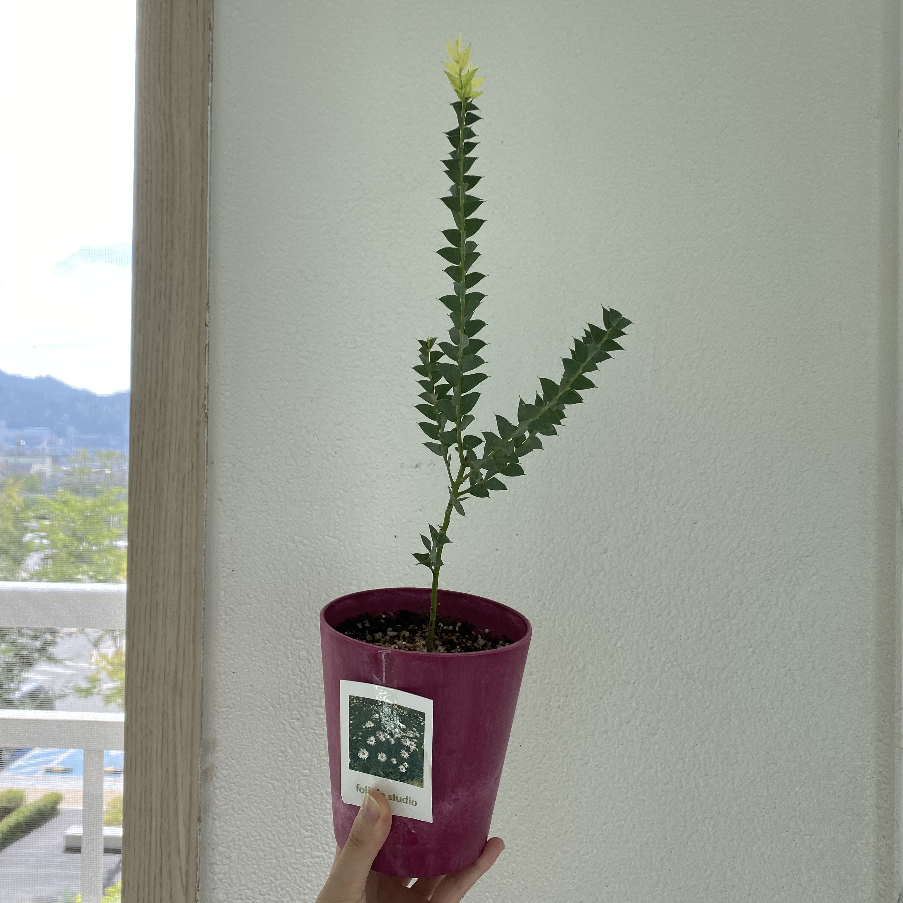 삼각잎 아카시아