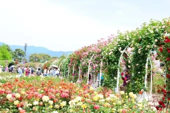 오늘이 아니라면 최적의 개화 시기는 언제인지 곡성세계장미축제에서 확인하세요_12
