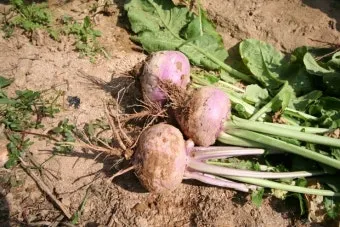 순무 재배 봄 가을 파종 비료 절감 키우기 요령_4