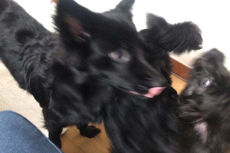 강아지 눈꼽 강아지 클리너 눈물자국지우기