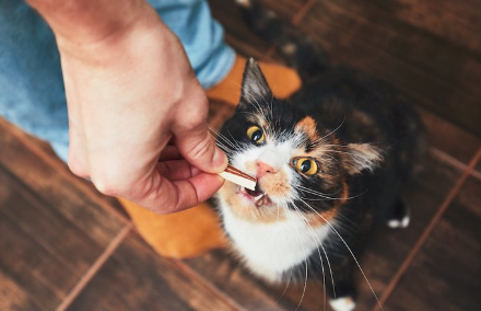주인에게 간식을 받고 있는 고양이.