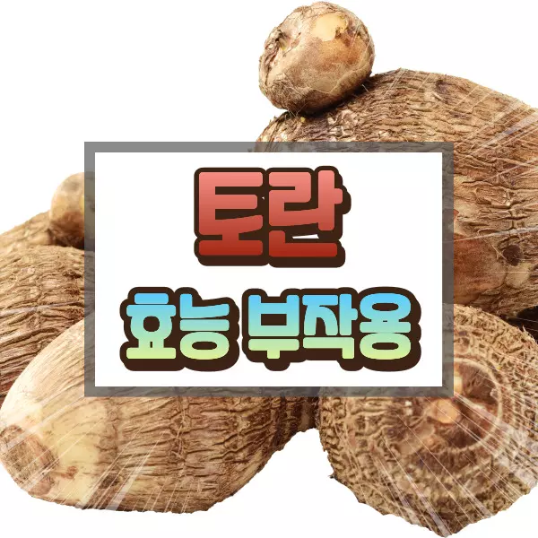 토란 효능 부작용