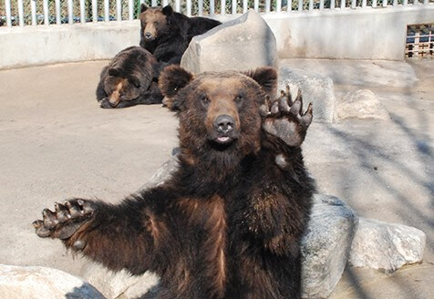 베어트리파크 단풍축제